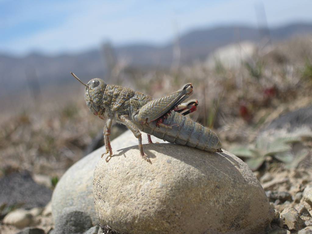 Robust grasshopper, Brachaspis robustus